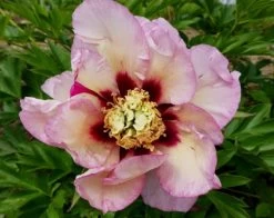 Paeonia Itoh-Hybride 'Pastel Splendor' (Intersektionelle Pfingstrose)