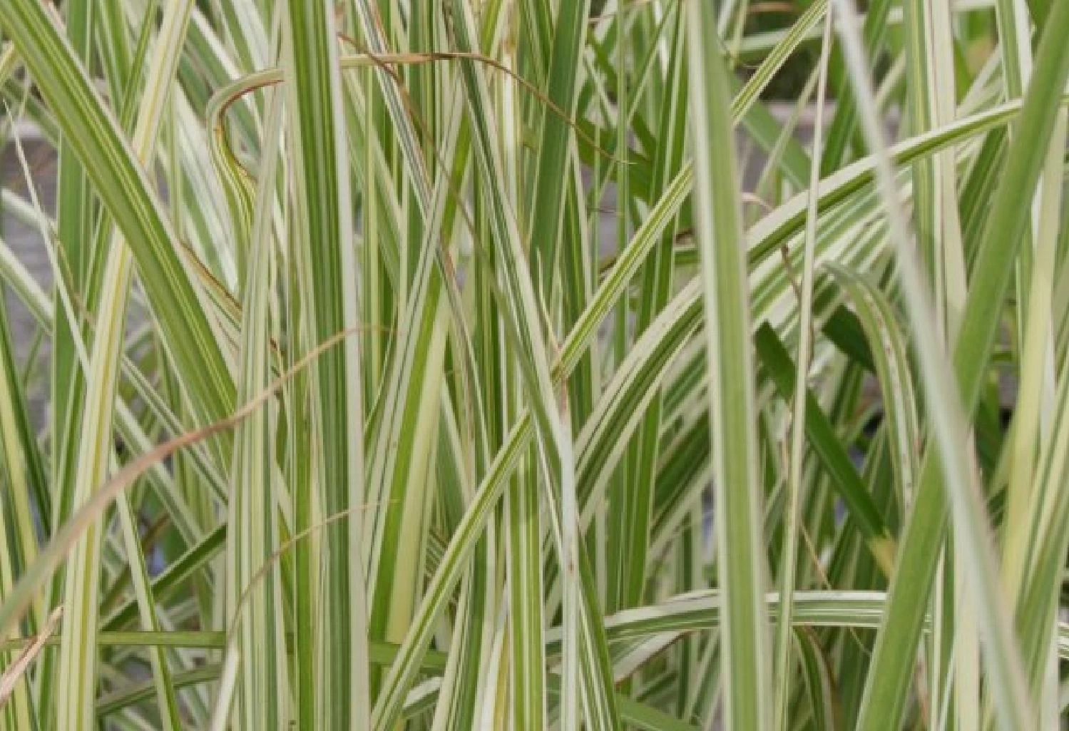 Zeitlose Eleganz In Weiß (Der Englische Klassiker) – Bild 10