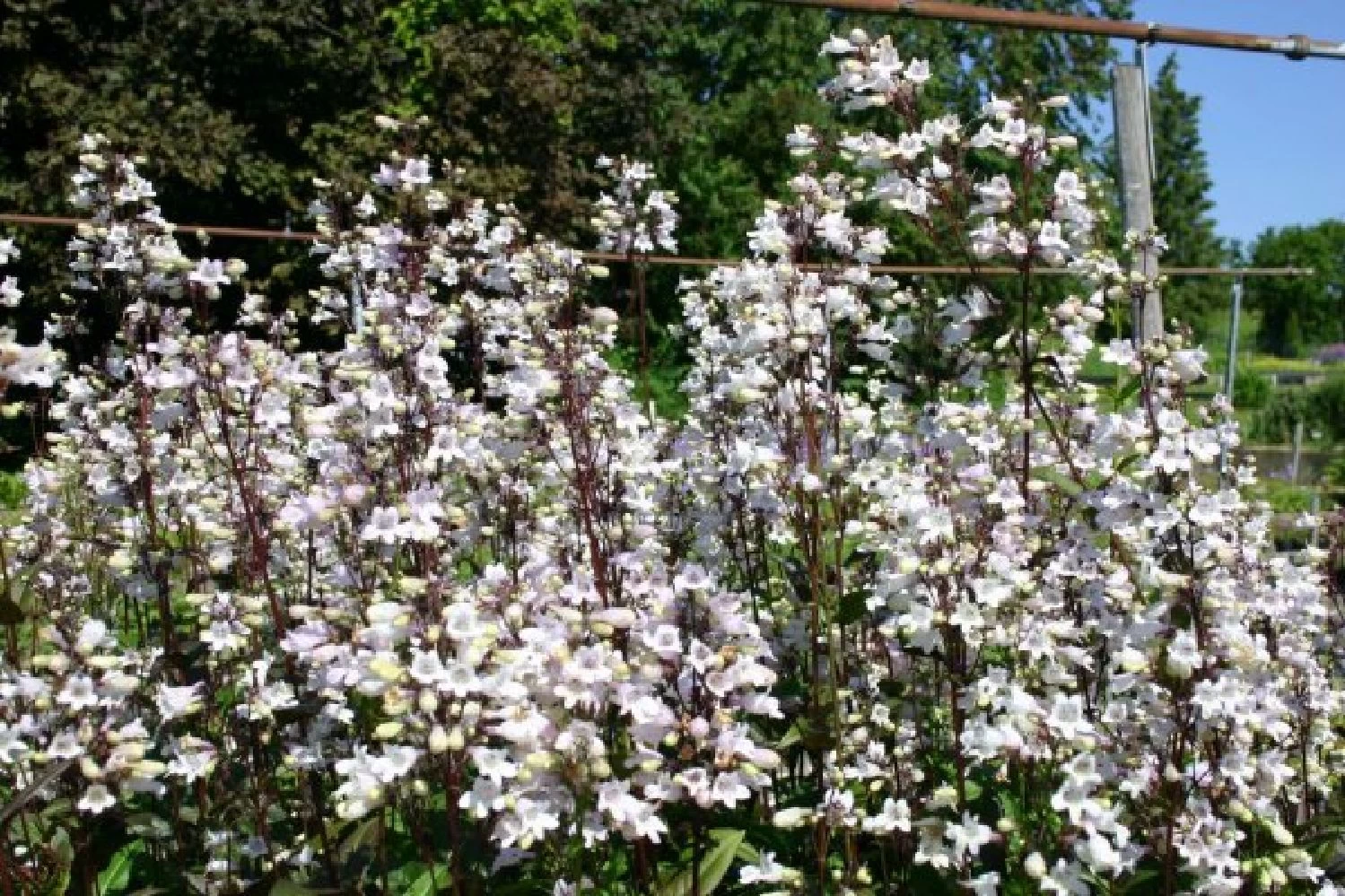 Zeitlose Eleganz In Weiß (Der Englische Klassiker) – Bild 12