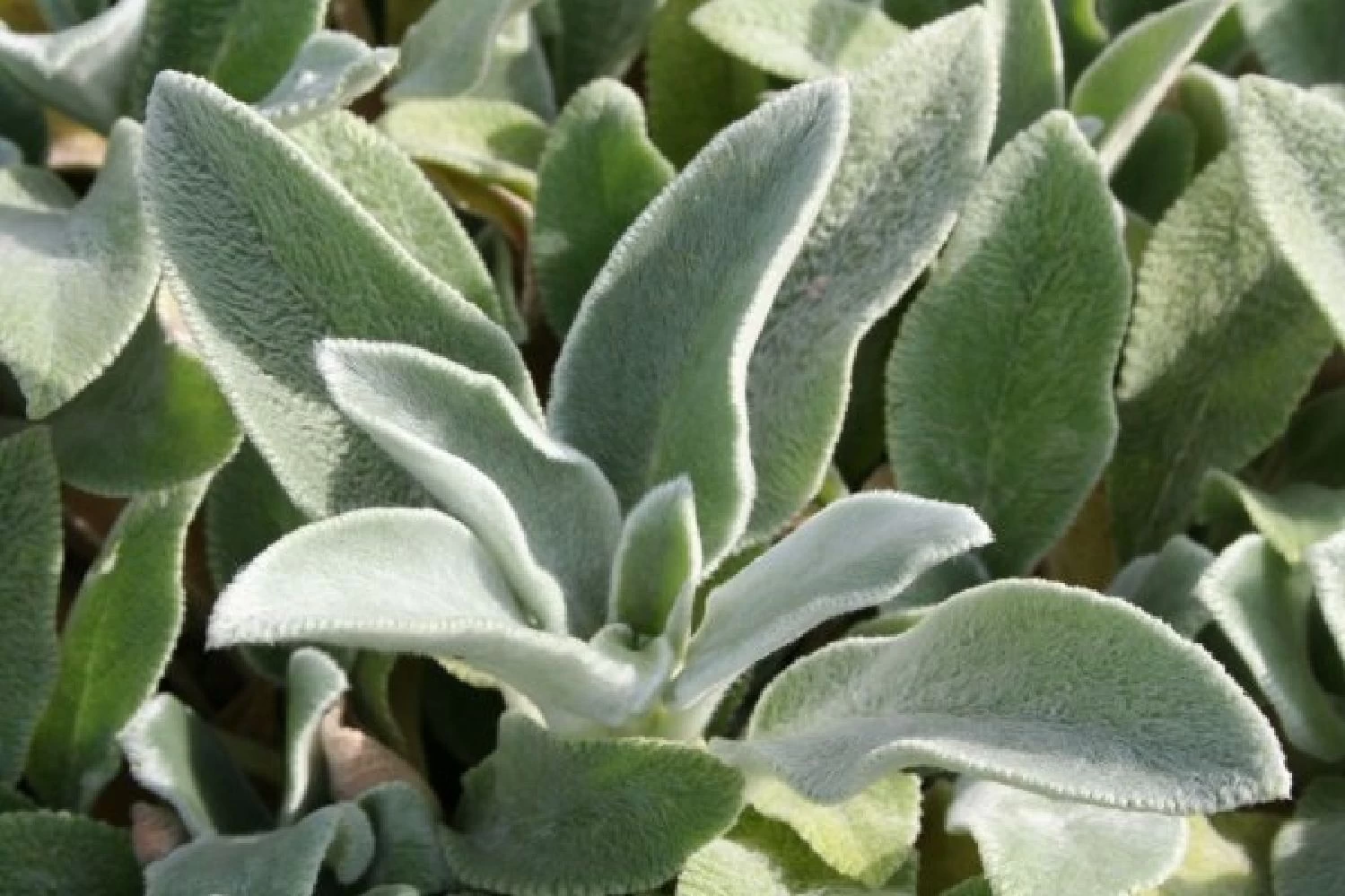 Zeitlose Eleganz In Weiß (Der Englische Klassiker) – Bild 14