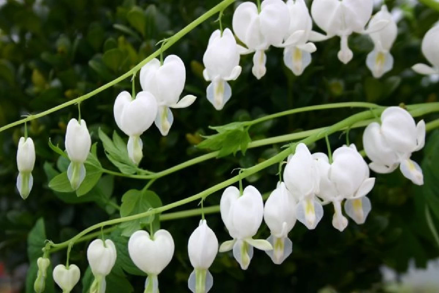 Zeitlose Eleganz In Weiß (Der Englische Klassiker) – Bild 6