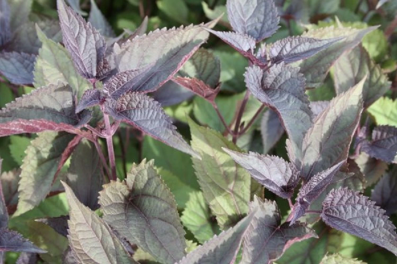 Zeitlose Eleganz In Weiß (Der Englische Klassiker) – Bild 7