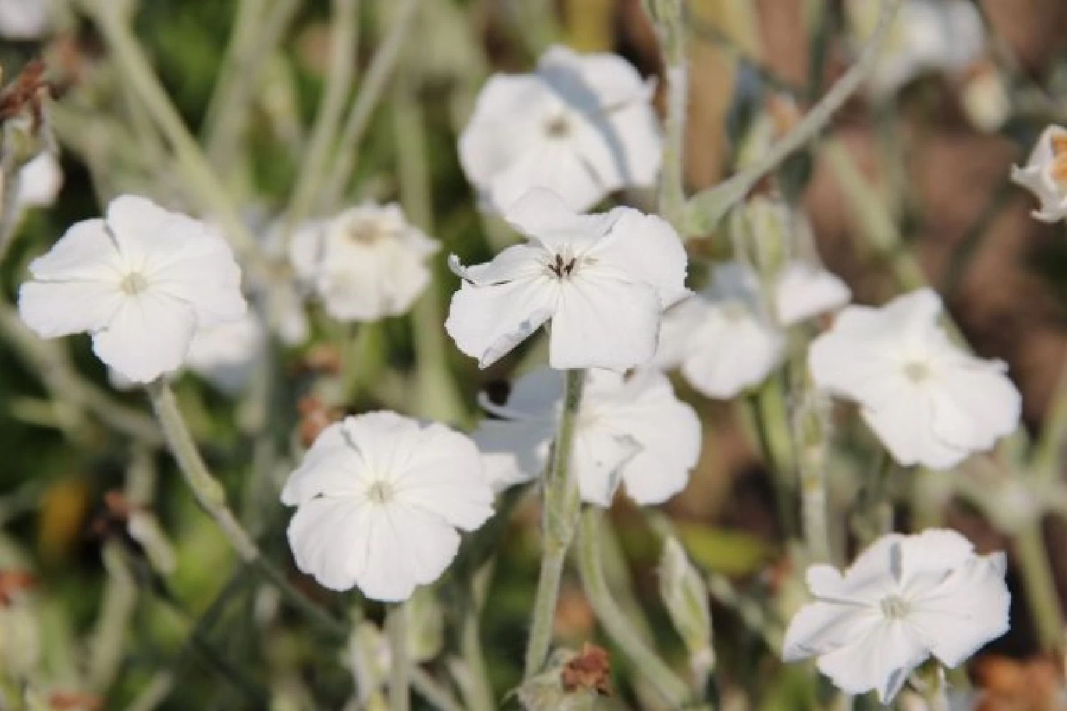 Zeitlose Eleganz In Weiß (Der Englische Klassiker) – Bild 9