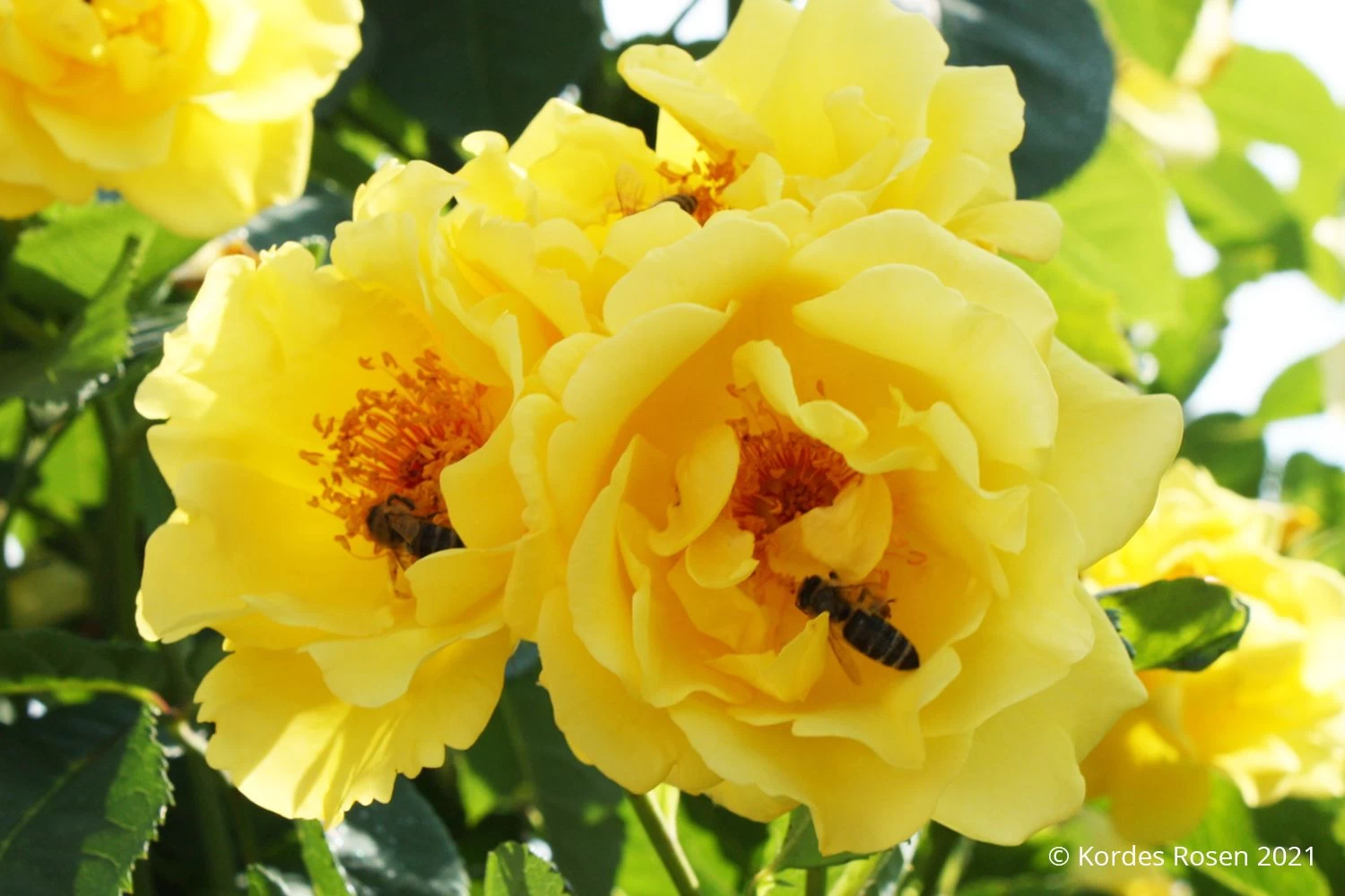 Rose 'Golden Gate' (Kletterrose)