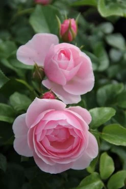 Rose 'Constanze Mozart' (Beetrose)