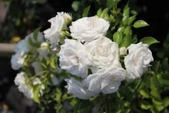 Rose 'Aspirin-Rose' (Beetrose)