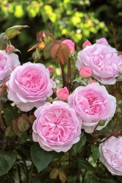 Rose 'Olivia Rose Austin' (Englische Rose)