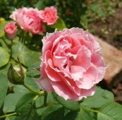 Rose Damascena 'Trigintipetala' (Historische Rose)
