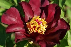 Paeonia Itoh-Hybride 'Dark Eyes' (Intersektionelle Pfingstrose)