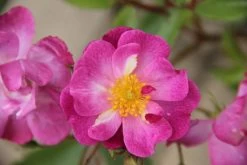 Rose 'Lavender Dream' (Bodendeckerrose)