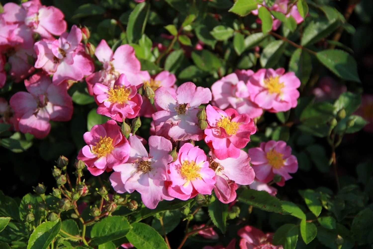 Rose 'Lavender Dream' (Bodendeckerrose) – Bild 2