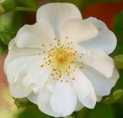 Rose 'Bobbie James' (Ramblerrose)