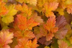 Physocarpus Opulifolius 'Amber Jubilee' (Virginia-Blasenspiere)