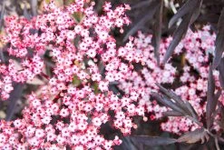 Sambucus Nigra 'Black Lace' (Schwarzer Holunder | Fliederbeere)