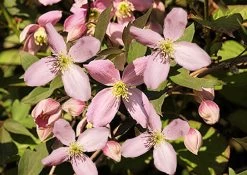 Clematis Montana 'Fragant' (Waldrebe)