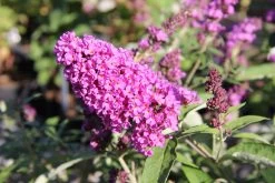 Buddleja Davidii 'Free Petite® Tutti Frutti' (Zwerg-Sommerflieder)