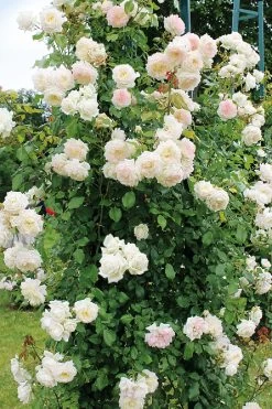Rose 'Alaska'® / 'Future (Kletterrose)