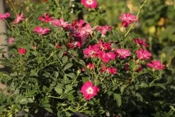 Rose 'Libertas' (Ramblerrose)