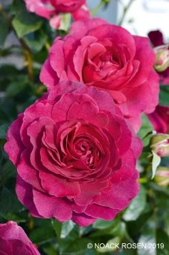 Rose 'Laudatio' (Beetrose)