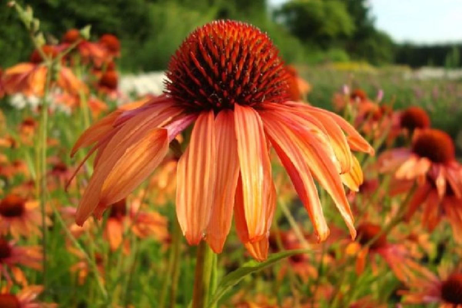 Farbenfrohes Sommerbeet (Leicht Erweiterbare Blütenfreude) – Bild 11