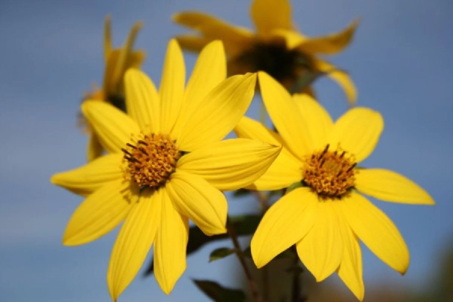 Farbenfrohes Sommerbeet (Leicht Erweiterbare Blütenfreude) – Bild 15