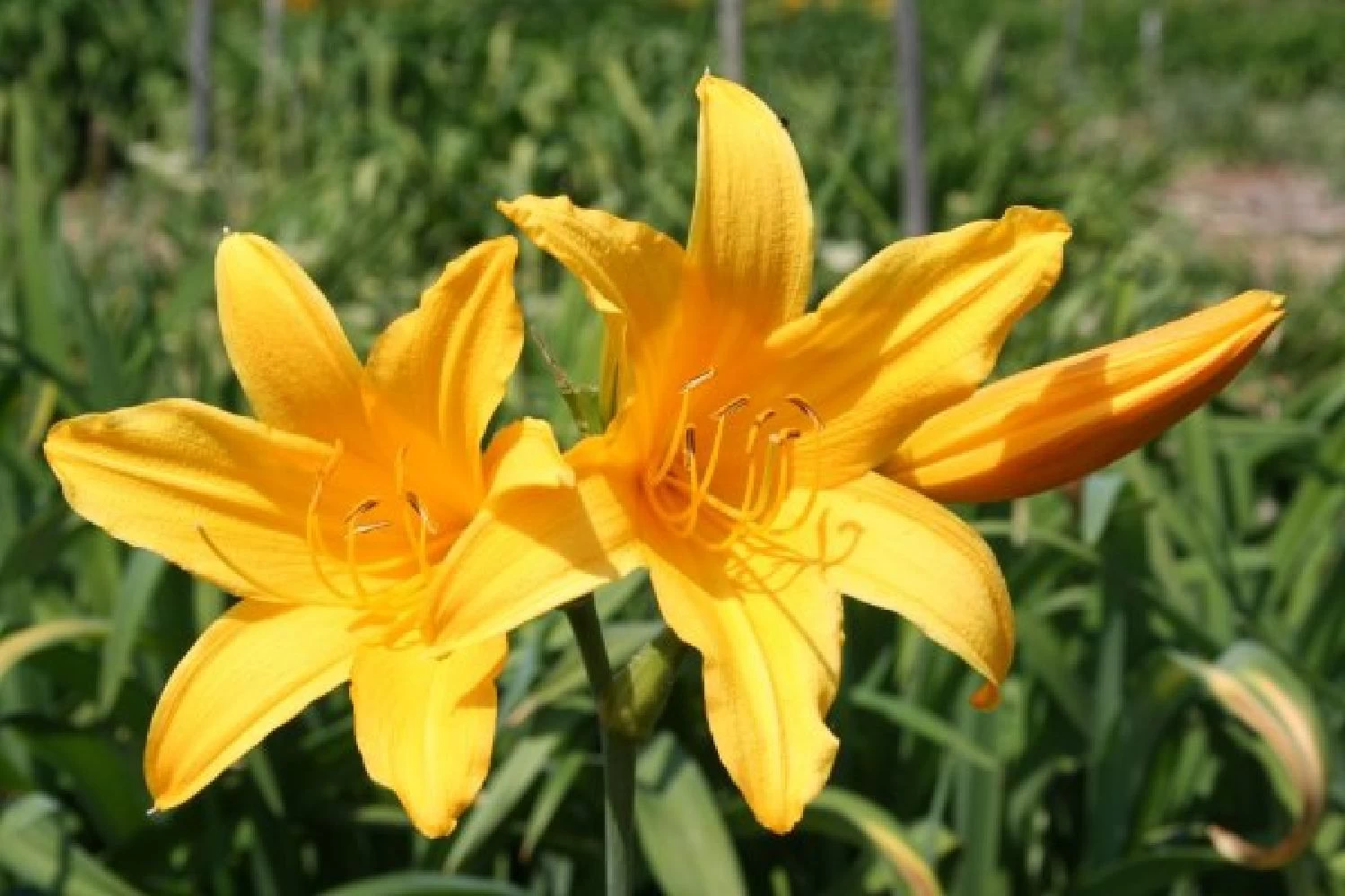 Farbenfrohes Sommerbeet (Leicht Erweiterbare Blütenfreude) – Bild 16