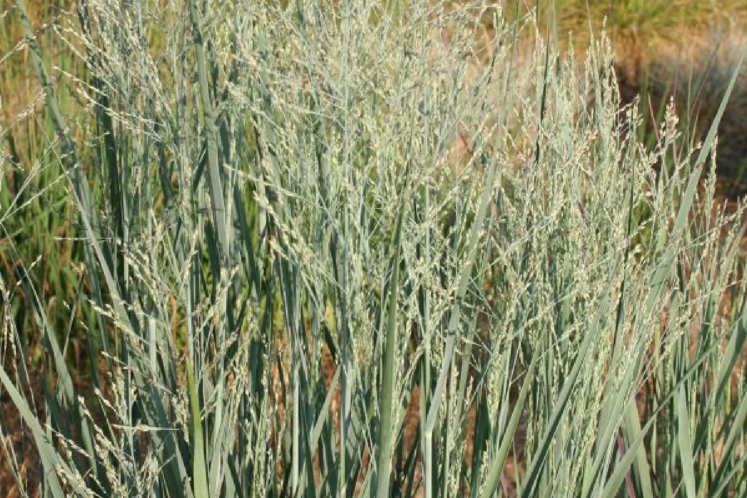 Farbenfrohes Sommerbeet (Leicht Erweiterbare Blütenfreude) – Bild 18