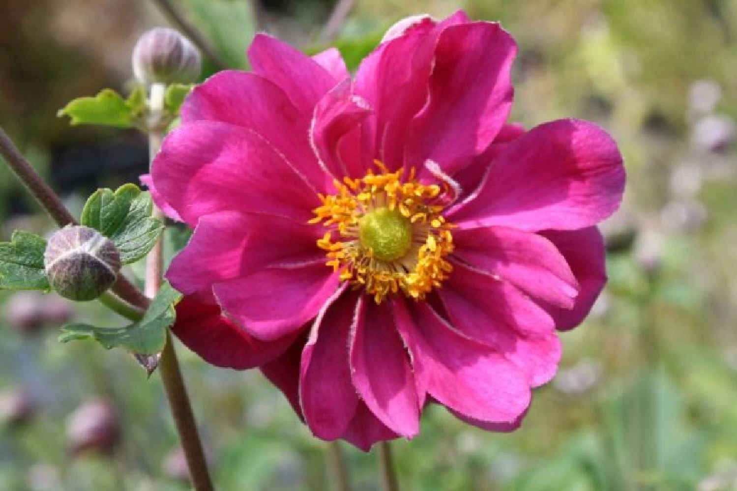 Farbenfrohes Sommerbeet (Leicht Erweiterbare Blütenfreude) – Bild 3