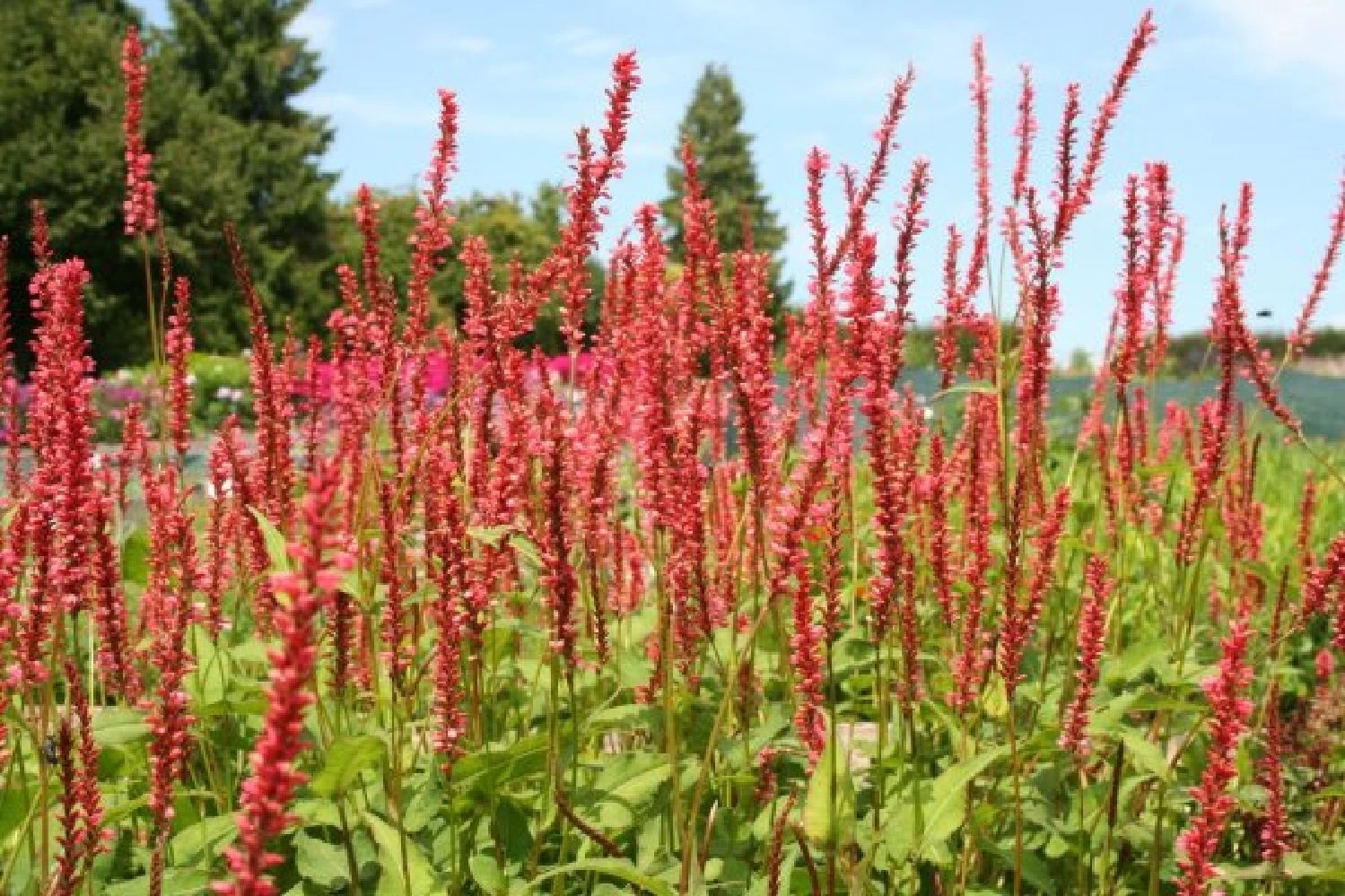 Farbenfrohes Sommerbeet (Leicht Erweiterbare Blütenfreude) – Bild 6