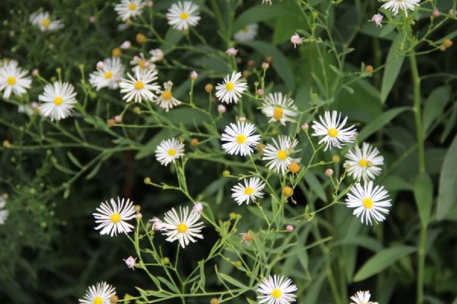 Farbenfrohes Sommerbeet (Leicht Erweiterbare Blütenfreude) – Bild 7