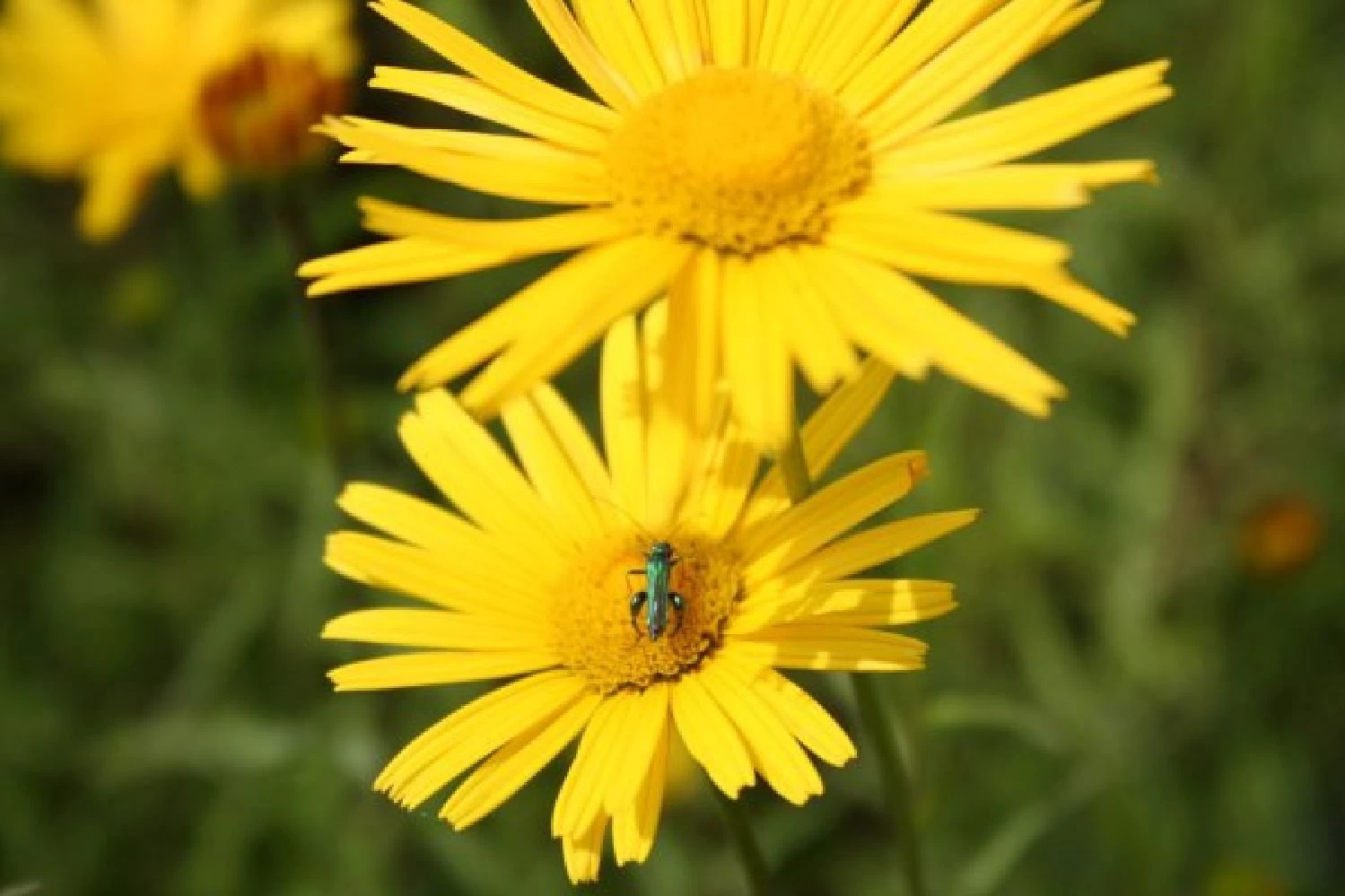 Farbenfrohes Sommerbeet (Leicht Erweiterbare Blütenfreude) – Bild 8