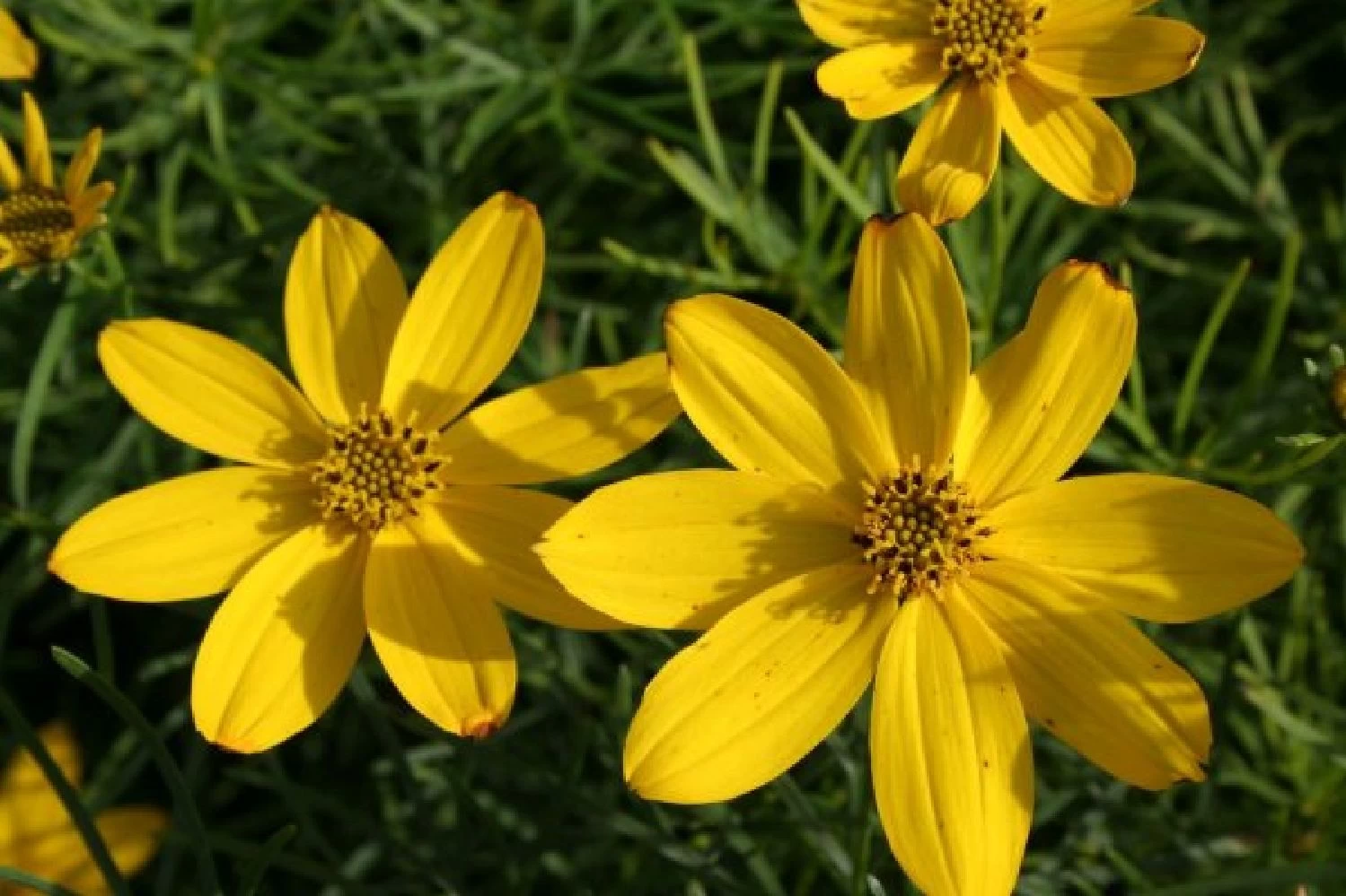 Farbenfrohes Sommerbeet (Leicht Erweiterbare Blütenfreude) – Bild 9