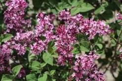 Syringa 'Bloomerang® Dark Purple' (Zwergflieder)