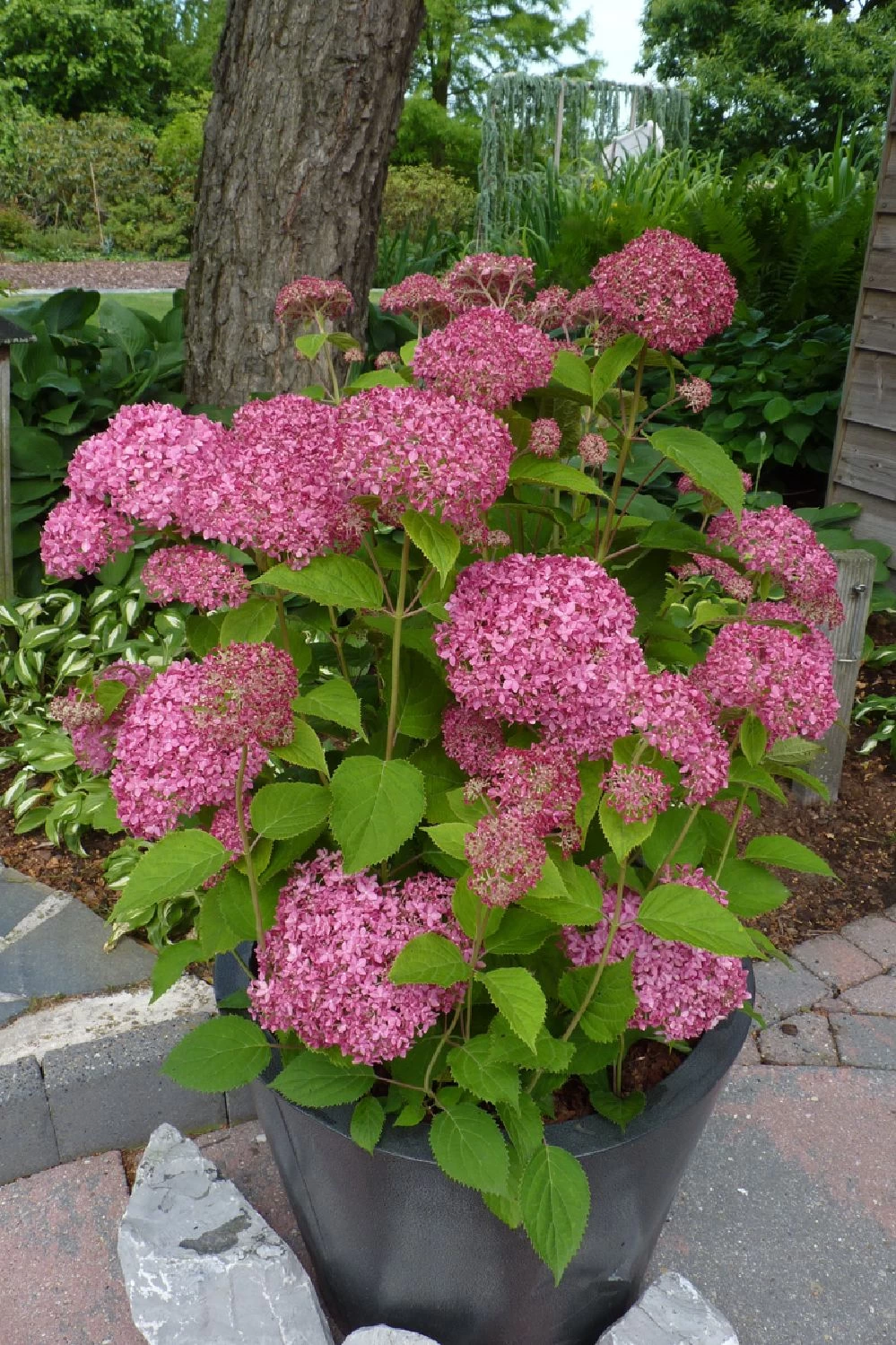 Hydrangea Arborescens 'Pink Annabelle' (Ballhortensie) – Bild 2