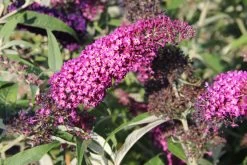 Buddleja Davidii 'Magenta Munchkin' (Sommerflieder)