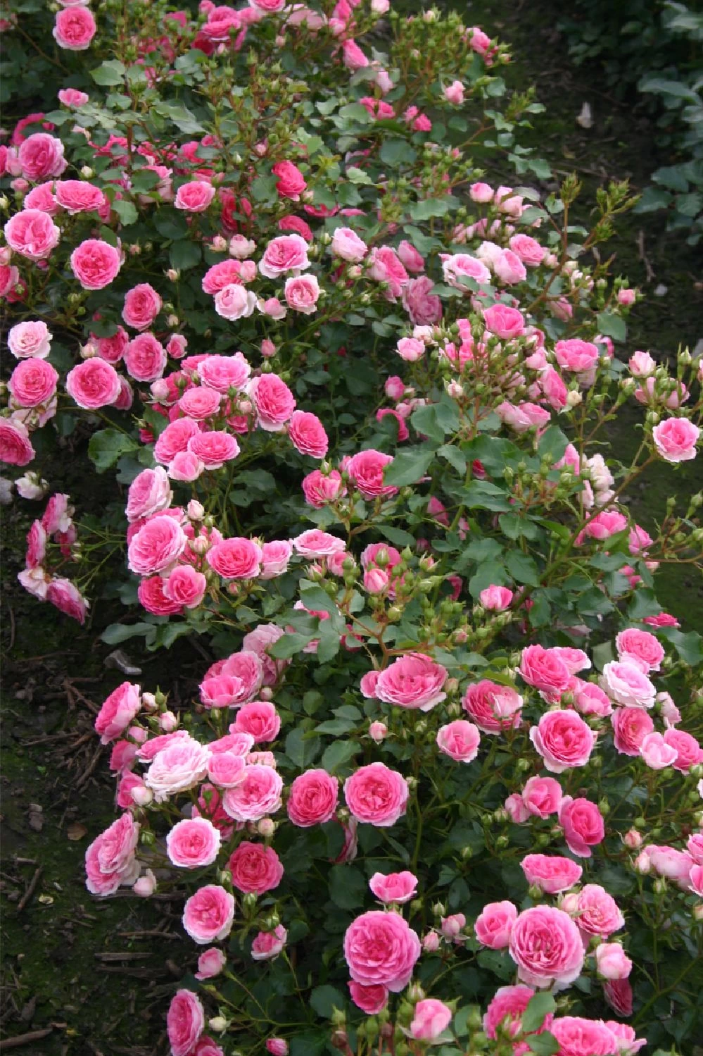 Rose 'Amica' (Patiorose) – Bild 2