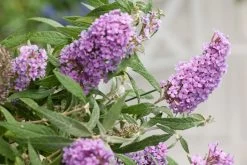 Buddleja Buzz® 'Violet' (Zwerg-Sommerflieder)