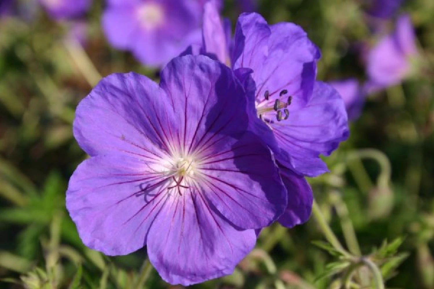 Blütenland (Üppig Gestalteter Halbschatten) – Bild 12