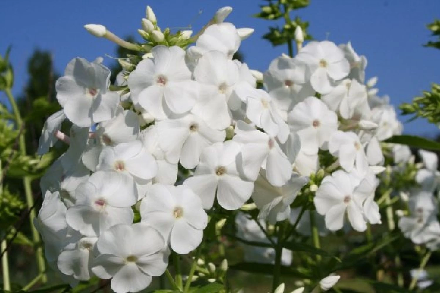 Blütenland (Üppig Gestalteter Halbschatten) – Bild 14