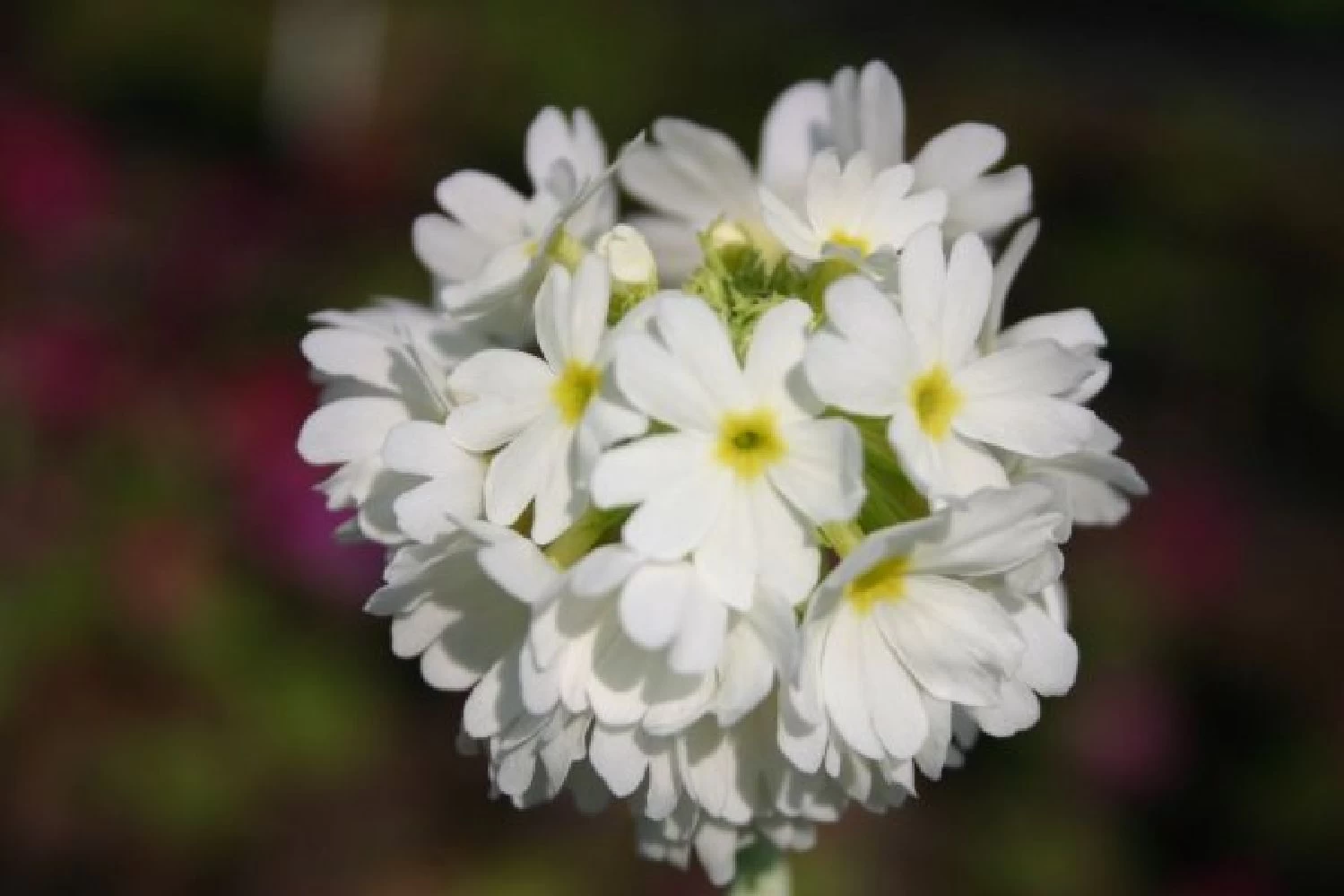 Blütenland (Üppig Gestalteter Halbschatten) – Bild 16