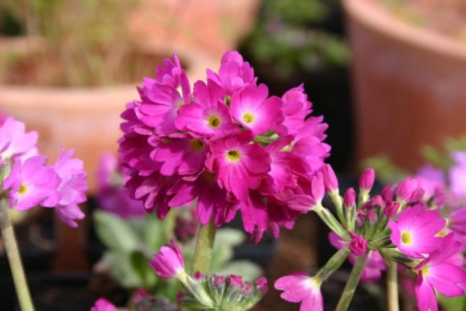 Blütenland (Üppig Gestalteter Halbschatten) – Bild 17