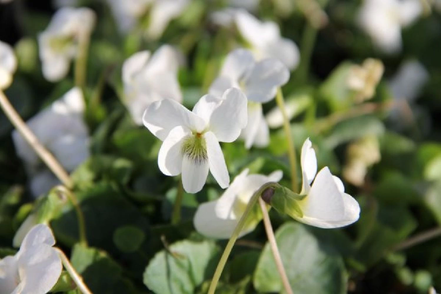 Blütenland (Üppig Gestalteter Halbschatten) – Bild 18