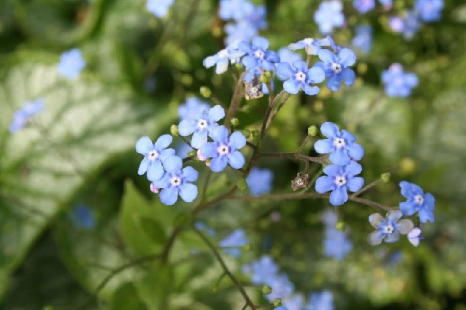 Blütenland (Üppig Gestalteter Halbschatten) – Bild 6