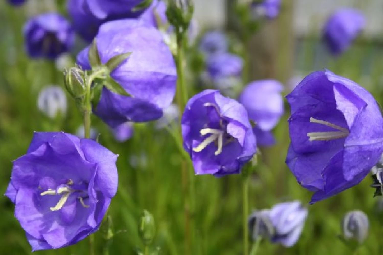 Blütenland (Üppig Gestalteter Halbschatten) – Bild 8