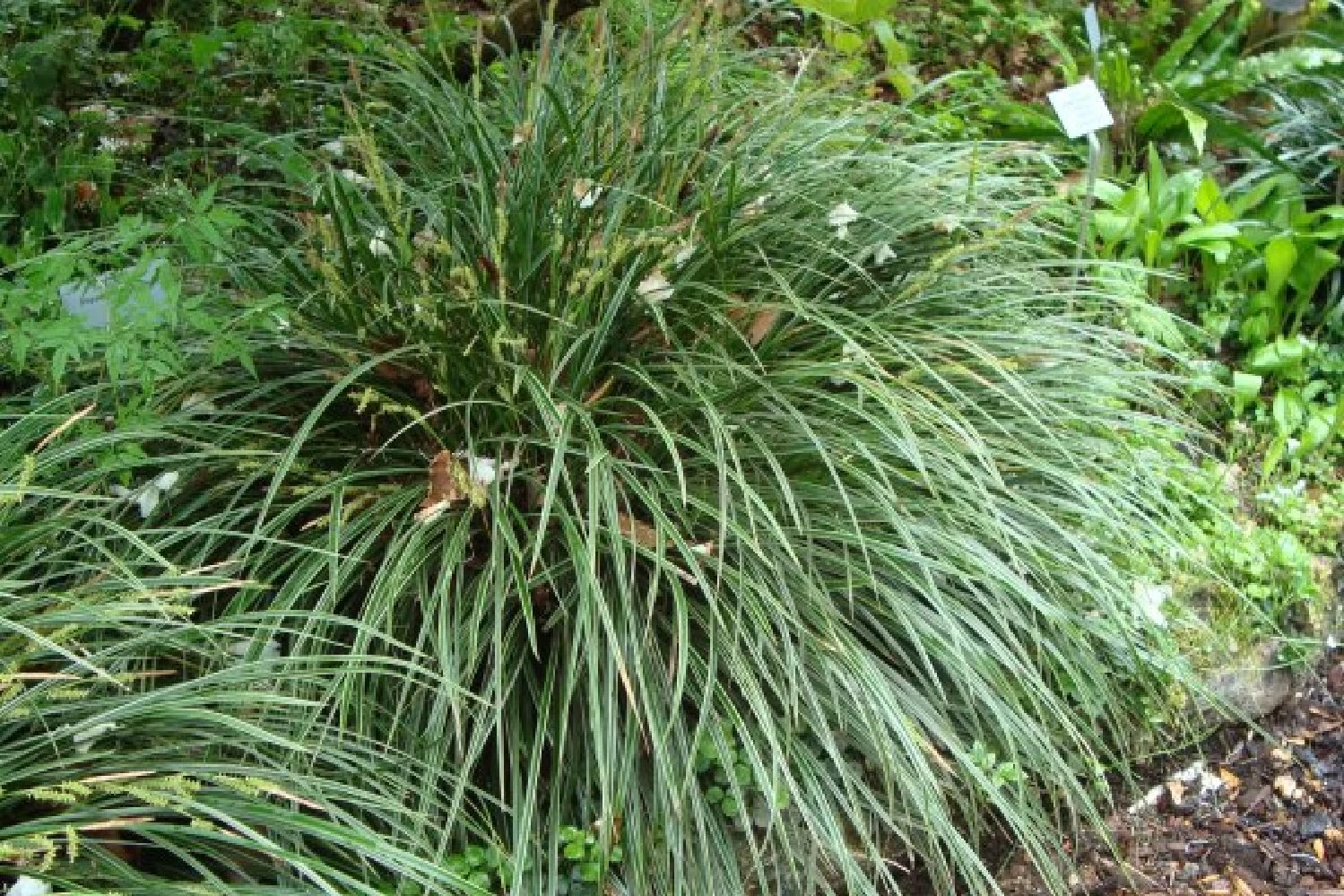 Blütenland (Üppig Gestalteter Halbschatten) – Bild 9