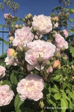 Rose 'Romantic Siluetta' (Miniclimber)