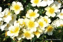 Rose 'Sonnenröschen' (Patiorose)