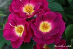 Rose 'Weg Der Sinne' (Bodendeckerrose)