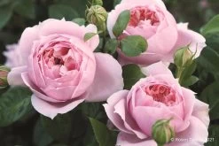 Rose 'Schöne Maid' (Edelrose)