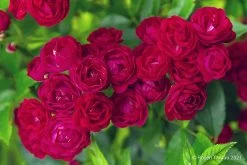 Rose 'Perennial Domino' (Ramblerrose)